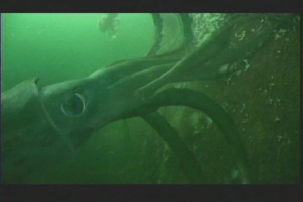 Kraken ссылка зеркало официальный